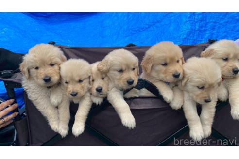 販売中の兵庫県のゴールデンレトリーバー-387738の7枚目